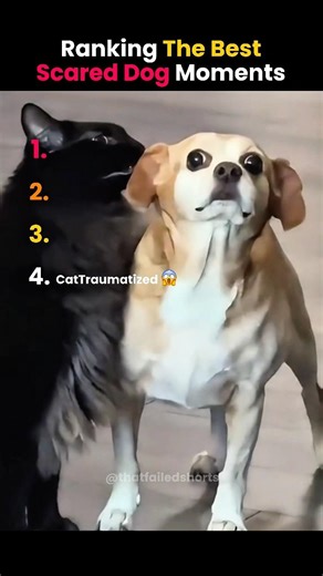 The BEST Scared Dog Moments Ranked! 😱😱 #shorts #ranked #scareddog