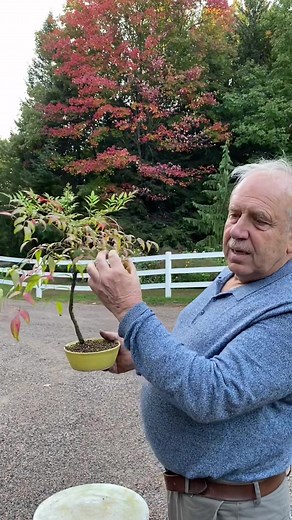 Heavenly Bamboo Bonsai: Japanese Artistry and Bonsai Artist