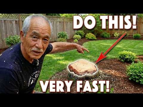 The Japanese Method to Remove a Tree Stump Forever (No Grinder, No Digging)