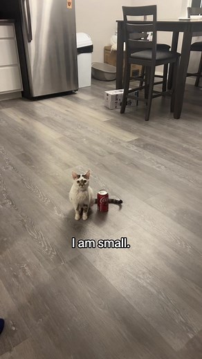 Very small #dwarfcat #felinedwarfism #pitutarydwarfism #catsoftiktok #dwarfkitty