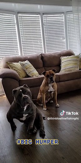 #tyisabighumper #dog #funny #bighumper #dogsoftiktok #fyp #funnyvideos #dogs #pets #awesome #laugh #thinbluelinefamily #viral