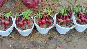1.4K views · 68 reactions | Growing Beets in pot at home | Growing...
