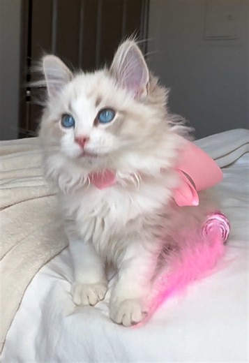 her princess mode is fully activated 💅💕 #ragdoll #petsoftiktok #kitten