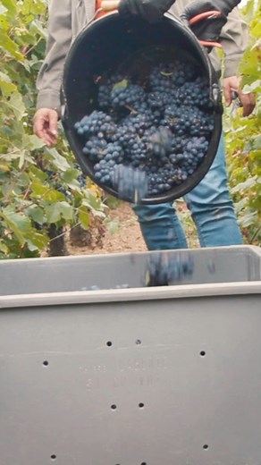 22K views · 175 reactions | The price of champagne, an already sacred drink that dates back to the third century, can cost $116,000. #champagne #expensive #history | Business Insider | Facebook