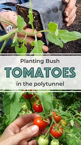 Planting Bush Tomatoes Bush tomatoes are known as determinate or bush varieties. They don’t need training or support as they grow in a compact or determinate bush shape and do not need to have their side shoots removed. A bush variety, especially dwarf bush varieties, are good for windowsill growing, hanging baskets, containers or anywhere where space is an issue. You will also find them useful if you are using a mini tunnel or cloche system and don't have the height for a tall cordon type. Don'