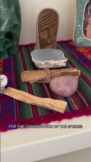 Palo Santo wood has been used for centuries & it’s the best.🪵🌱