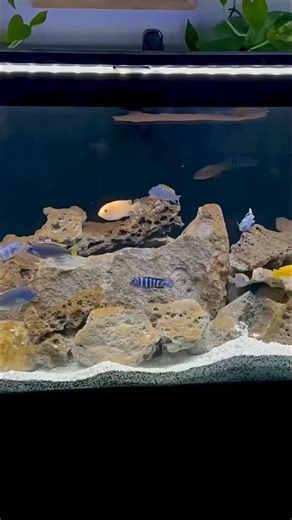 We’ve kept a lot of Mbuna tanks through the years, but if we could rewind the clock, we’d build one species-only setup around the king of our list — the Jalo Reef Cichlid. Electric color, nonstop energy, and pure Lake Malawi attitude. Which Mbuna tops your list? #aquariumlife #fishtank #aquariumcommunity #cichlidlove #mbunacichlids | Cich Psyche