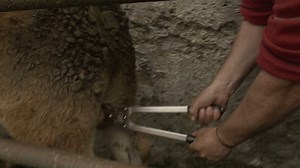 Castration Scene Documentary Film Farmer Shot Stock Footage Video (100% Royalty-free) 15269860 | Shutterstock