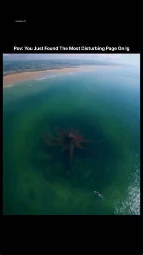𝗂𝗇𝗇𝗈𝗏𝖺𝗍𝖾.𝗂𝗈 on Instagram: "This Instagram Reel, posted on September 17, 2025, by accounts focused on ocean mysteries, presents drone-captured footage of what appears to be a massive octopus in shallow coastal waters of the Gulf of Mexico, mislabeled as the "Gulf of America." The video depicts an aerial view of turquoise-green waters near a sandy beach, where a large, reddish-brown cephalopod with multiple tentacles—estimated at over 45 feet in span—lies partially submerged, its arms sp
