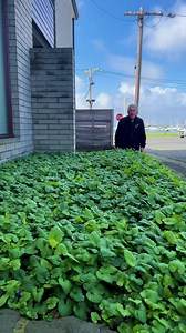 Are your garden's shady spots feeling a bit neglected? It's time to let Mother Nature's secret weapon work its magic!🧚 Meet the enchanting Native Violets, the ultimate shade-loving beauties that bring life and colour to dimly lit corners of your outdoor paradise.🌿 💜 And it's on SALE right now! 🛒🏃‍♀️ Get yours here: https://www.thetutuguru.com.au/shop/viola-native-violet-6-pot-growers-flash-sale/ #hellohelloplants #nursery #nativeviolet #shadyspots #melbourne #australia #beautifulplants #top