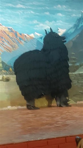 Sherpa and Yak — symbols of courage, endurance, and the Himalayan way of life. They carry our dreams to the highest peaks and represent the soul of adventure travel in Nepal. From the rugged trails of Everest to cultural celebrations in Kathmandu, the Sherpa and Yak are not just companions — they are our identity, our pride, and our recognition to the world. 🌍❤️ Adventure begins where the Sherpa leads and the Yak walks! Experience the spirit of Nepal — with Mountain King Treks. “Sherpa and Yak 