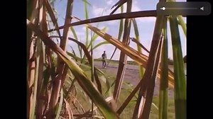 Anthony Bourdain eats Alligator in Louisiana with Wild Bill - A Cook’s Tour | Bourdainism