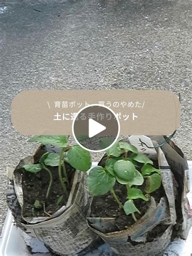 新聞紙で育苗ポットを手作り！そのまま植えられる紙ポットの作り方（折り方・注意点）