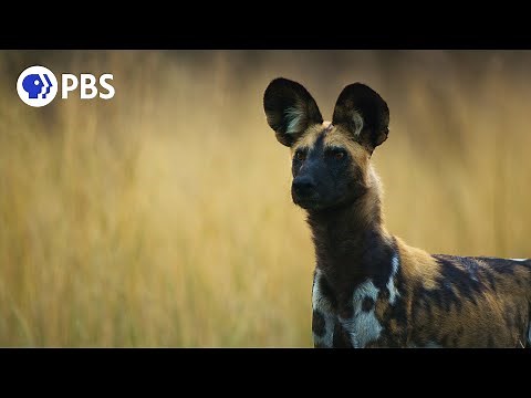 African Wild Dogs Vote with Sneezes