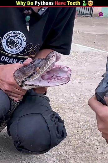 Why do pythons have teeth's 🐍🦷 #fyp #viral #facts #viralvideo #python
