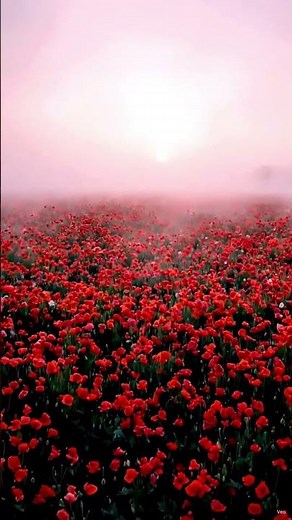 Relaxing Poppy Flower Field 🌿 Gentle Spring Breeze & Nature Sounds