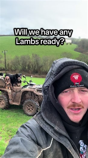 Checking Last Year's Lambs: Are They Ready?