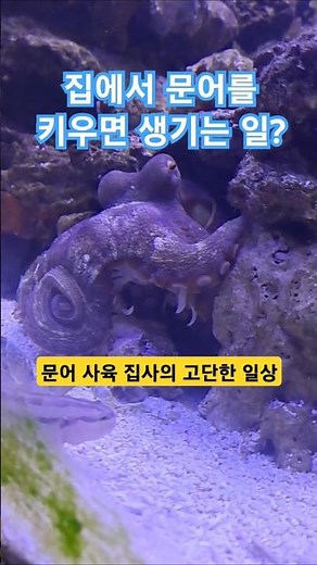문어사육 집사의 고단한 일상#문어키우기 #octopus