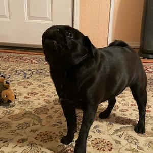 Singing the #orangecrack blues 🎶-Ms Worldwide 🌎🌏🌍 #sassysaty #crazyrussian • • • • #instapug#pugslove#puppypug#dogs#pugsloveronly#sendadogphoto#puglovers#curlytailgang#obsessedwithpugs#dogsofinstagram#carlin#puglife#mopsoftheday#instacute#pugpuppy#pugs#happypug#puglifechoseme#pugsofinstagram#puggoals#instadog#squishyfacecrew#puglove#pugnation | Chubbs the Wampug