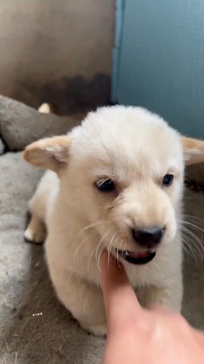 Humming #little puppy #what bad intentions can a little puppy have #daily dog fun #content inspiration search #dogsofinsta | kwai pets