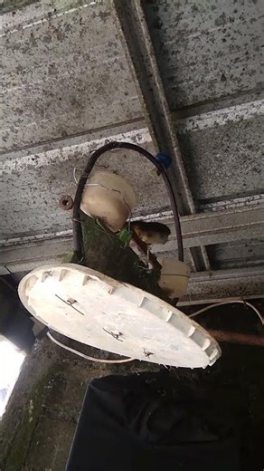 burung kandang sedang merayu burung pikat lajaran betina #burung #burungkicaudialamliar