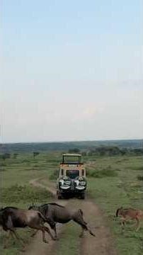 New Life on the Serengeti: The Great Migration’s Baby Boom #safari #travel #Ndutu #serengeti