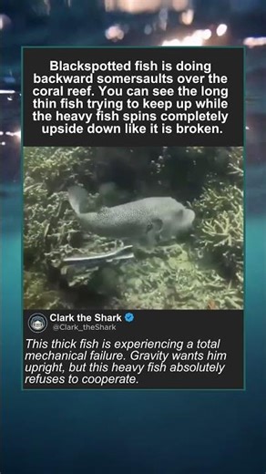Blackspotted fish Does A Backflip