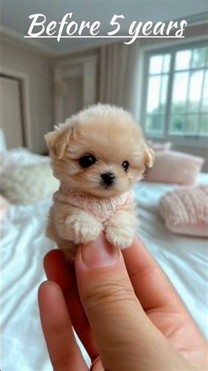 Before the dogs / after the dog #shorts #viral