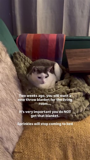 Taylor Marylou on Instagram: "Ughhh I miss my kitty snuggles. 😩 #catsoﬁnstagram #funnycontent #fyp #catvideo #trending"