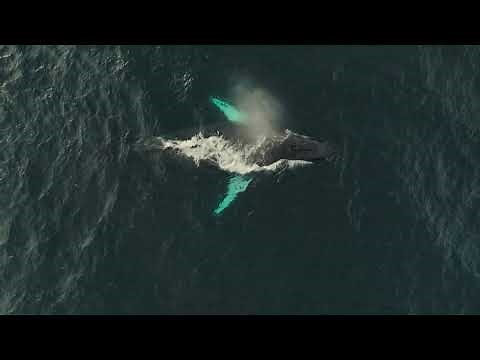 SEA.AI Insight - Marine Mammals Detection in Action