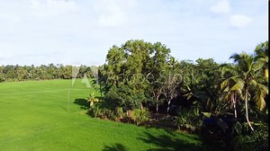 Arial view of rice cultivation, Paddy field , Green Kerala, Agriculture rice cultivation, irrigation, shadows of coconut tree, breeze