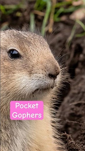 Do Gophers Really Carry Soil in Their Cheeks? 🤯 (The Truth Revealed!)