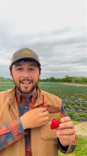 1.6M views · 10K reactions | Strawberry Hack #strawberries | Farmer Froberg | Facebook