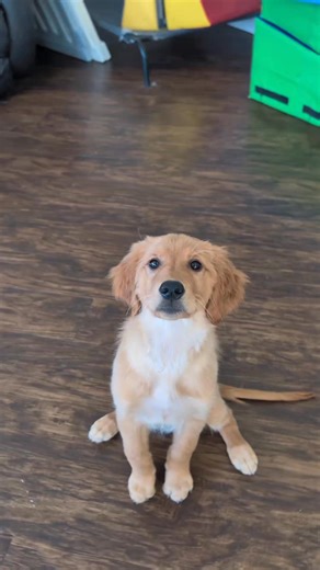 5.5K views · 571 reactions | ✨ Puzzle Game ✨ Playing scent games and puzzle games with young puppies is highly beneficial for their mental, emotional, and behavioral development. These games go beyond basic play by engaging a puppy’s natural instincts and intelligence. | SW Retrievers | Facebook