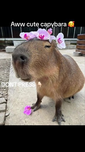 «────── « ⋅ʚ♡ɞ⋅ » ──────» على TikTok