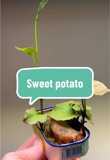 Growing Sweet Potatoes: My 2024 Gardening Journey
