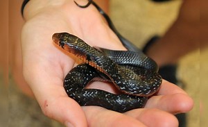 suenos-que-significa-sonar-con-viboras-pequenas-evat