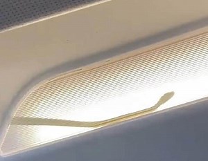 Snake pictured above passengers on AirAsia flight