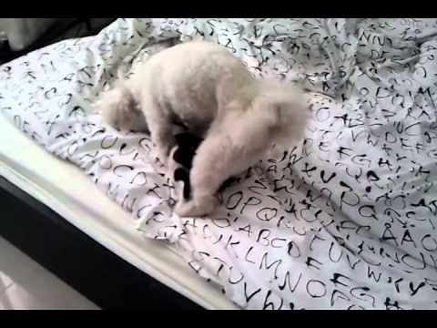 Dog Making love with cat