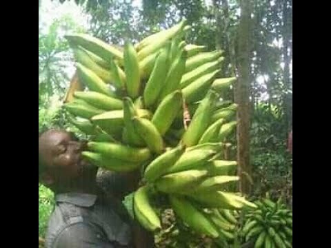 comment débuter sa plantation de banane plantain