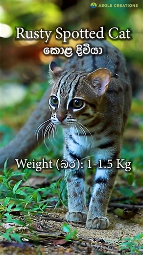 173K views · 1.6K reactions | The 4 Wild Cats of Sri Lanka #srilanka #nature #wildlife #srilankawildlife #wildsrilanka #cats #animals #conservation #wildlifeconservation #documentary #srilankadaily #srilankatoday #wildcats #lka | Aegle Creations | Facebook