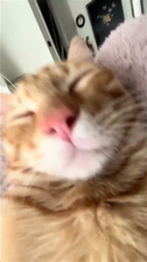 The taste of love #Open up Sichuan Opera with Turkish dance camera movements#Furry#Fat cat