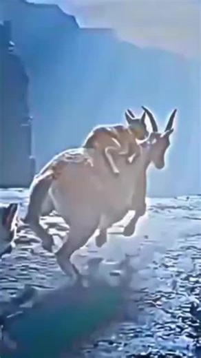 Understanding Animal Emotions Through Animation