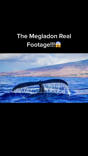 Real Footage: Megalodon Attacks Whale in the Ocean!