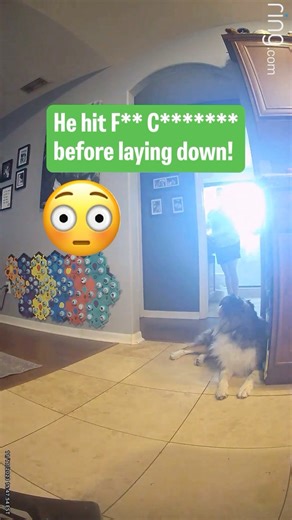 6K views · 1.8K reactions | Awww! Don’t worry Ripley! We’re gonna have fun! 殺  *Use code LETSGORIP for 12% off buttons ($50+)* #talkingdog #letsgoripley #ripleytalks #fluentpet #australianshepherd | Lets Go Rip | Facebook