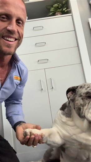 A massive thank you to everyone who ordered their new Lysaght Living Collection PATIO or CARPORT.. you guys are the winners by choosing such a beautiful product.. we cannot wait to bring it to life for you.. #BruiserTheBoss #BulldogApproves #CEOOfSheds #WinnerPickedByBruiser #RiverinaOutbuild #LysaghtLiving #Colorbond #BluescopeSteel #BuiltNotBought #AussieBackyardKings #BuildWithTheBest #ShedRoyalty #NoOneBuildsLikeUs #YourPatioPlug #WatchThisSpace #WeDontMiss #GameChangers #LocalsBackLocals #A