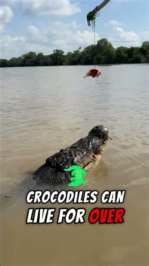 Crocodiles Can Live Over 100 Years?! 🐊 ⭐