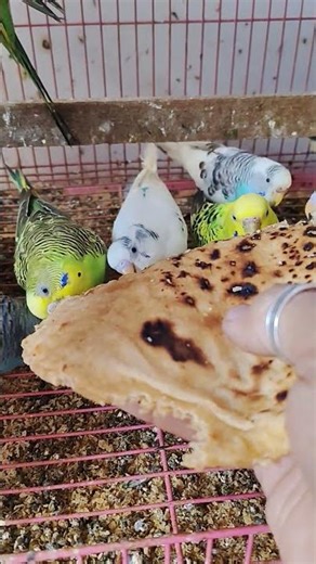 Hand Feeding A Budgies #birds #handfeeding #budgies #shorts