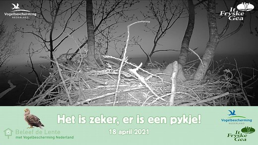 Geboortenieuws bij de zeearend van Beleef de Lente in De Alde Feanen! 😍🦅 Het 1e kuiken is uit het ei en laat van zich horen! Zet je geluid vol aan en geniet van het ontwaken van de natuur en het gepiep van het kleine 'Pykje' (Fries voor kuiken). Een bijzonder moment in onze samenwerking met It Fryske Gea Live beelden en meer filmpjes vind je hier: http://bit.ly/3bDtOPfBeleefdeLente 🎬 Natuurman Jonathan | Vogelbescherming Nederland