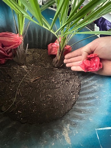 Pindo Palm Saplings - Etsy